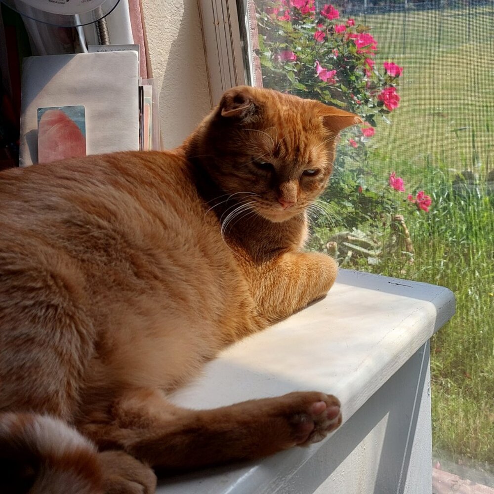 Meet your Posher, Crissie